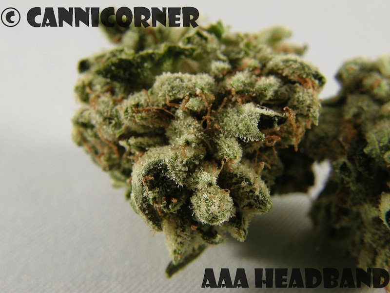 AAA headband strain cannicorner