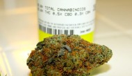 Girl Scout Cookies Strain Review