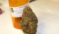 Pineapple Express Strain Review by 420 Cali