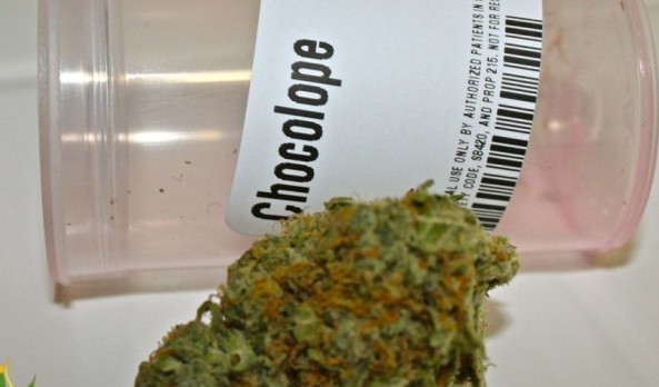 Chocolope Strain Review by 420Cali