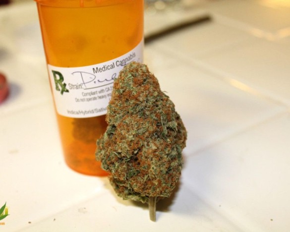 Pineapple Express Strain Review by 420 Cali