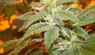 Michigan Lawmakers Pushing Bill to Lift Marijuana Prohibition, Bipartisan Support